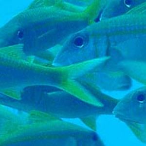 yellow -banded goatfish schooling by Martin Dalsaso 